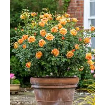 Orange Rose Plant